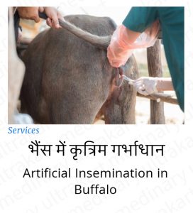 Artificial Insemination in Buffalo