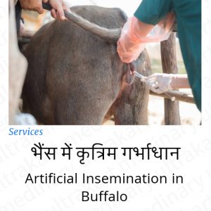 Artificial Insemination In Buffalo