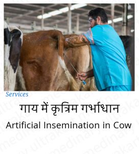 Artificial Insemination In Cow