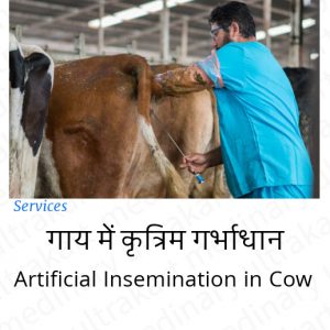 Artificial Insemination In Cow